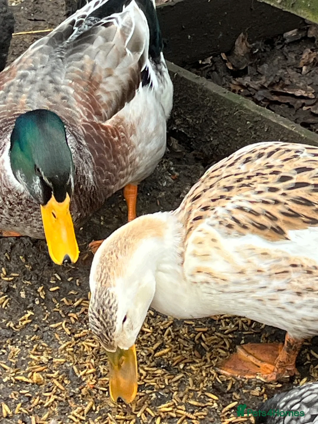 Chickens poultry for sale: Hatching eggs - Advert 8