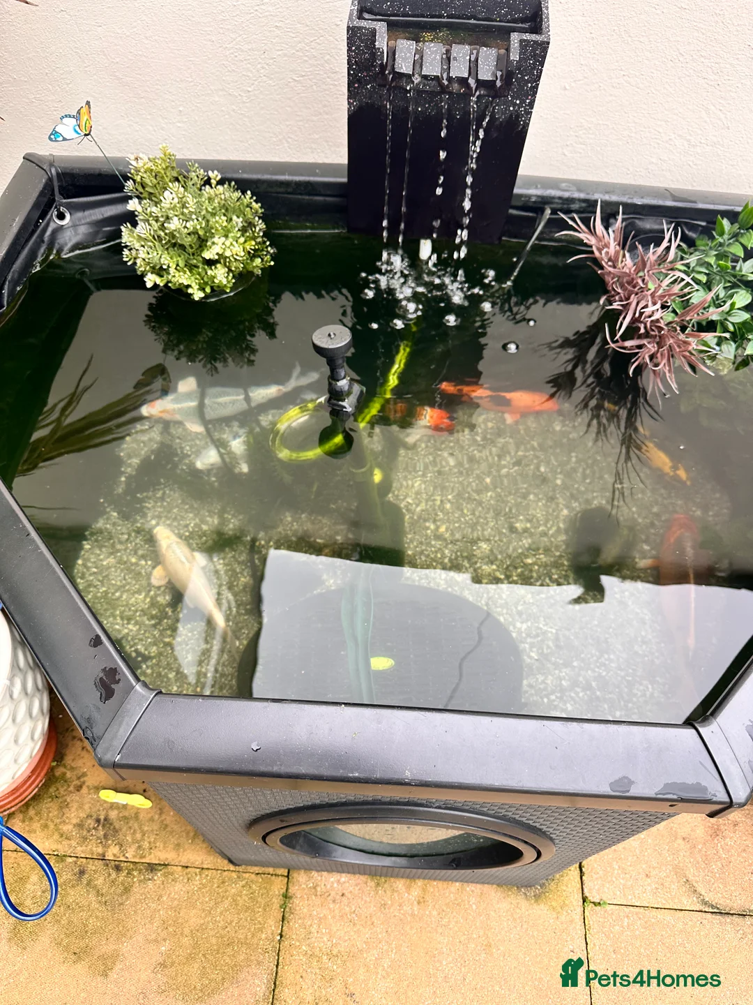 Koi Carp fish for sale: Koi carp various colours  - Advert 2