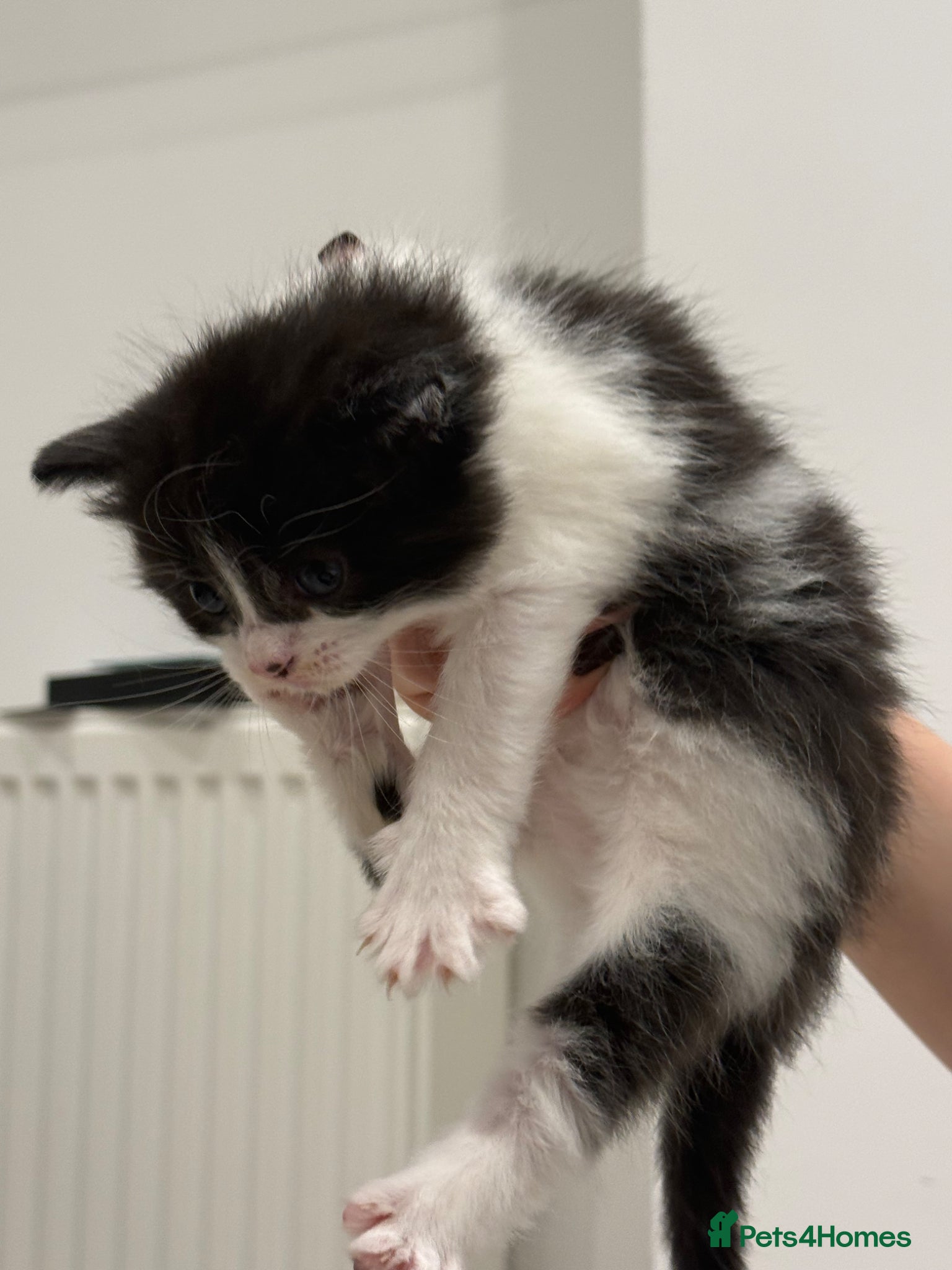 Mixed Breed cats Lovely mixed-breed kitten looking for a new home  - Advert 3