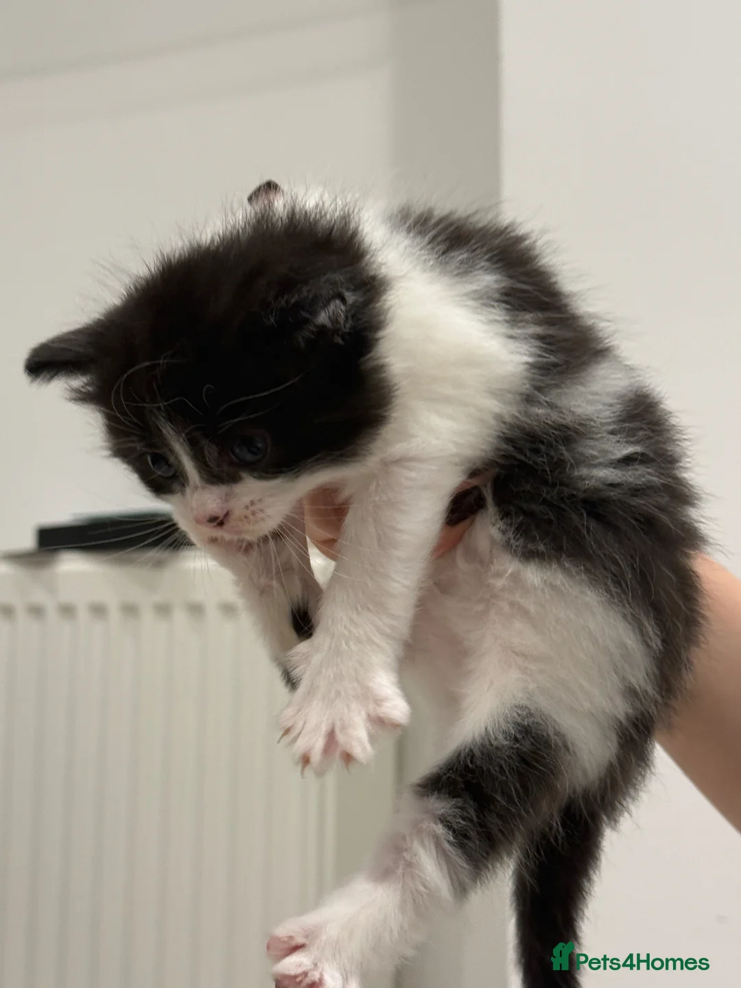 Mixed Breed cats for sale: Lovely mixed-breed kitten looking for a new home  in London - Advert 1