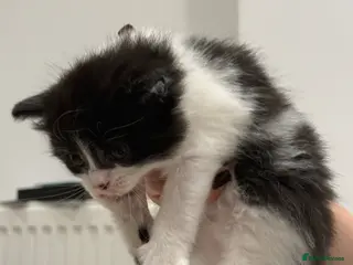 Mixed Breed cats Lovely mixed-breed kitten looking for a new home - Advert 3