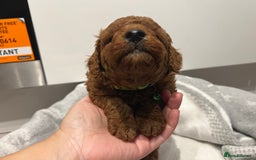 Toy Poodle dogs for sale: Adorable Deep Red Toy Poodle Puppies Available! 🐾 - Image 24