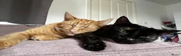 Norwegian Forest Cat cats for stud: Affectionate cat for stud - Advert 3