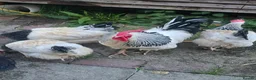 Chickens poultry for sale: 6 Light Sussex hatching eggs in Wrexham - Advert 1