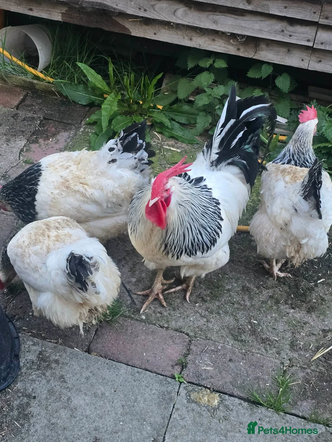 Chickens poultry for sale: 6 Light Sussex hatching eggs in Wrexham - Advert 1