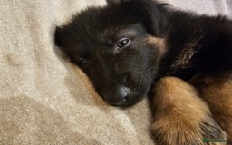 German Shepherd dogs for sale: German sheperd puppies - Image 14