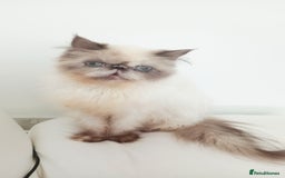Persian cats for sale: Persian girl rehoming  - Image 9