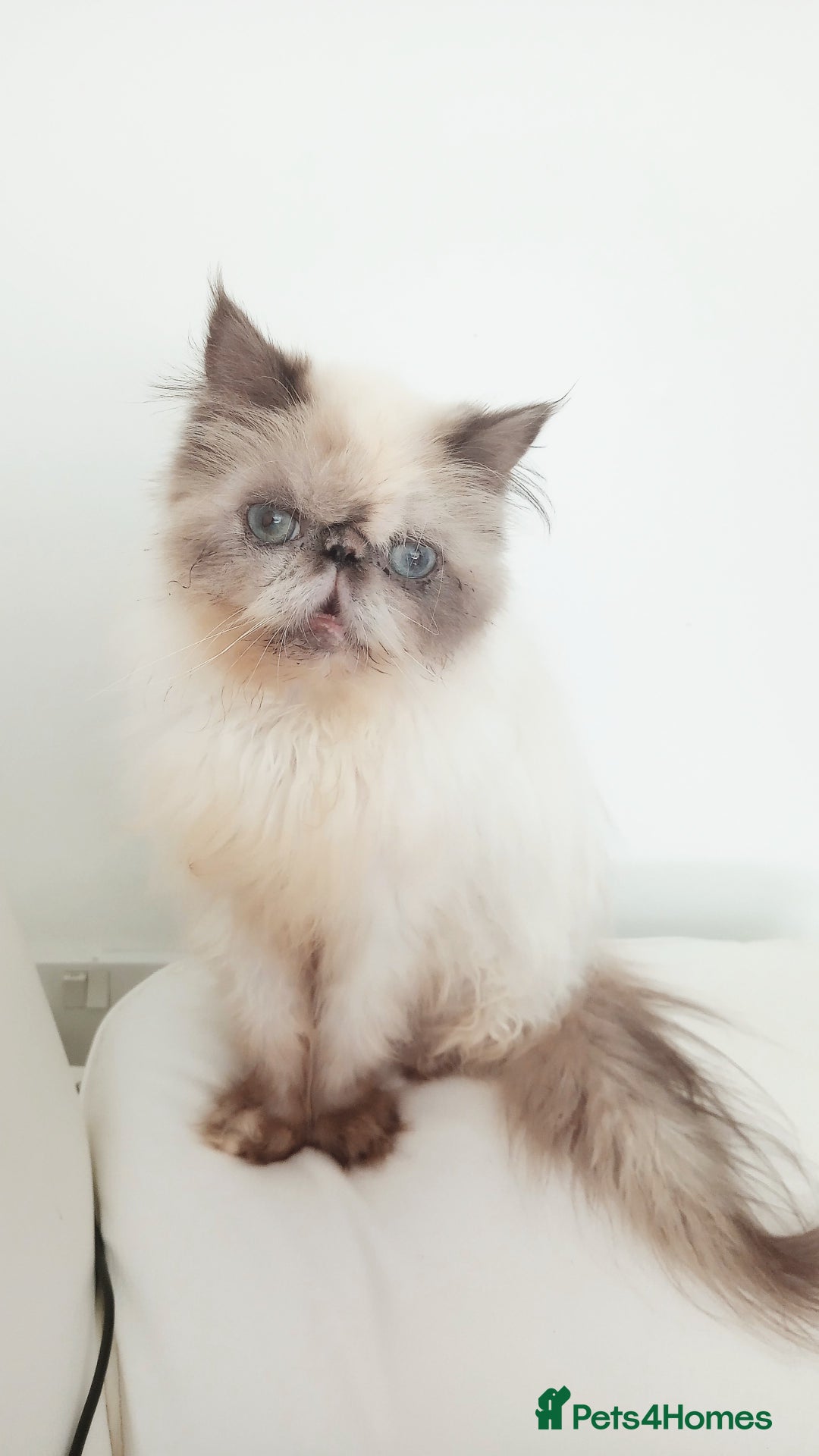 Persian cats for sale: Persian girl rehoming  - Image 9
