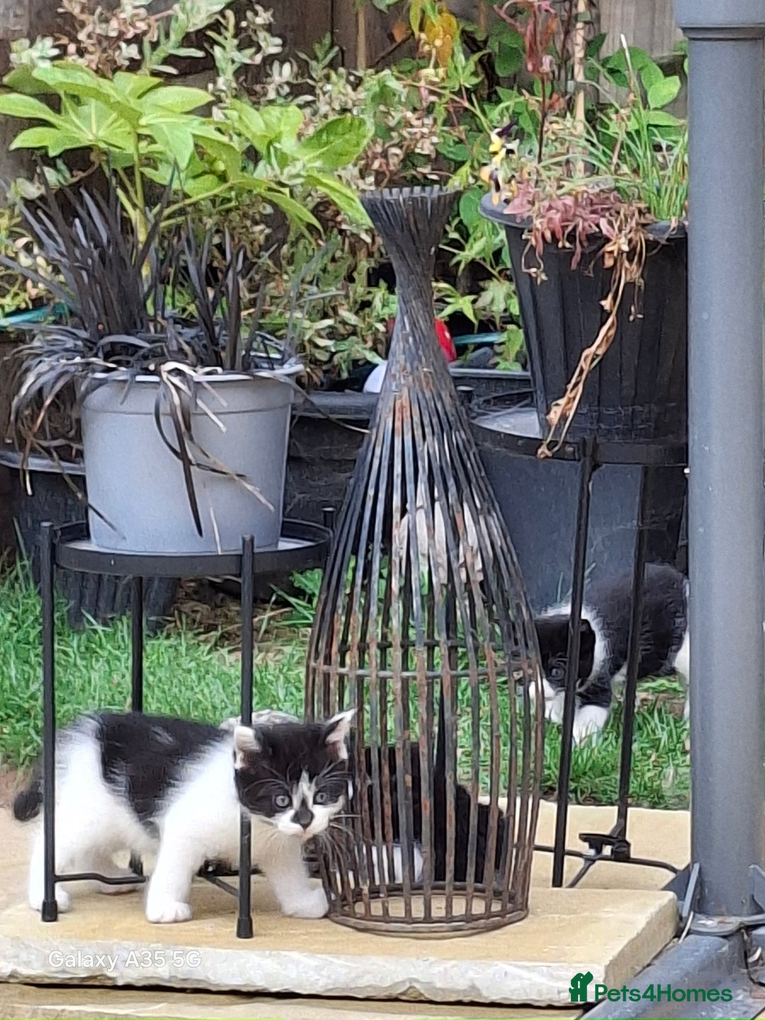 Mixed Breed cats for sale: 4 beautiful kittens  - Image 4