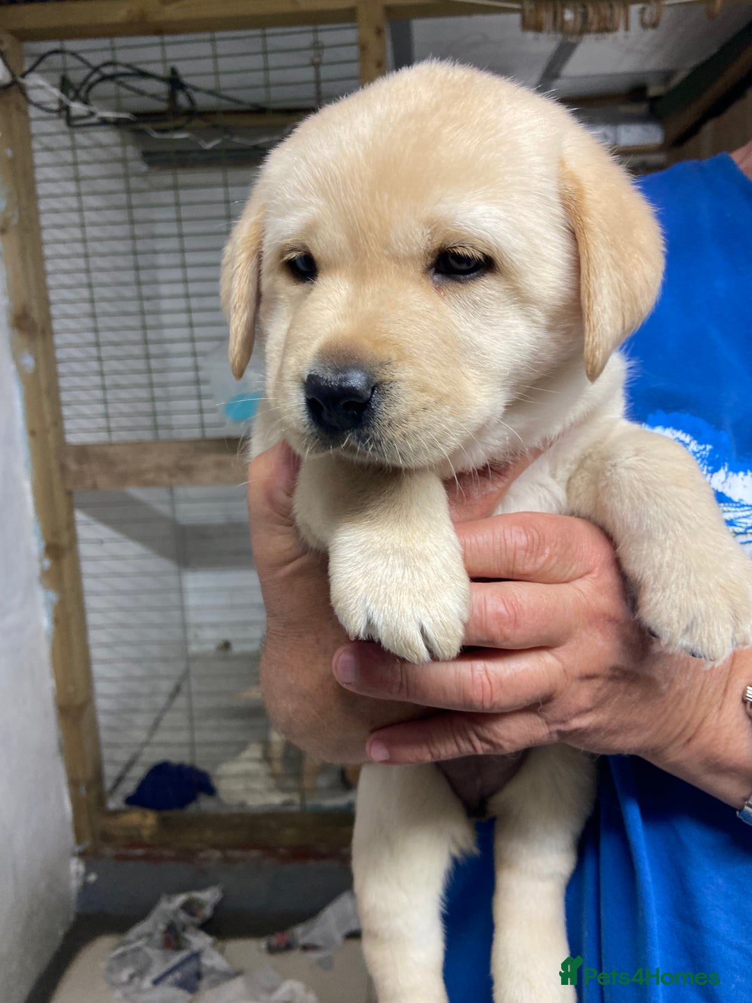 Labrador Retriever dogs for sale: Labrador Retievers  top quality Show type .  - Image 8