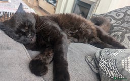Maine Coon cats for sale: 5 Beautiful Maine Coon kittens available! 😻 - Image 26