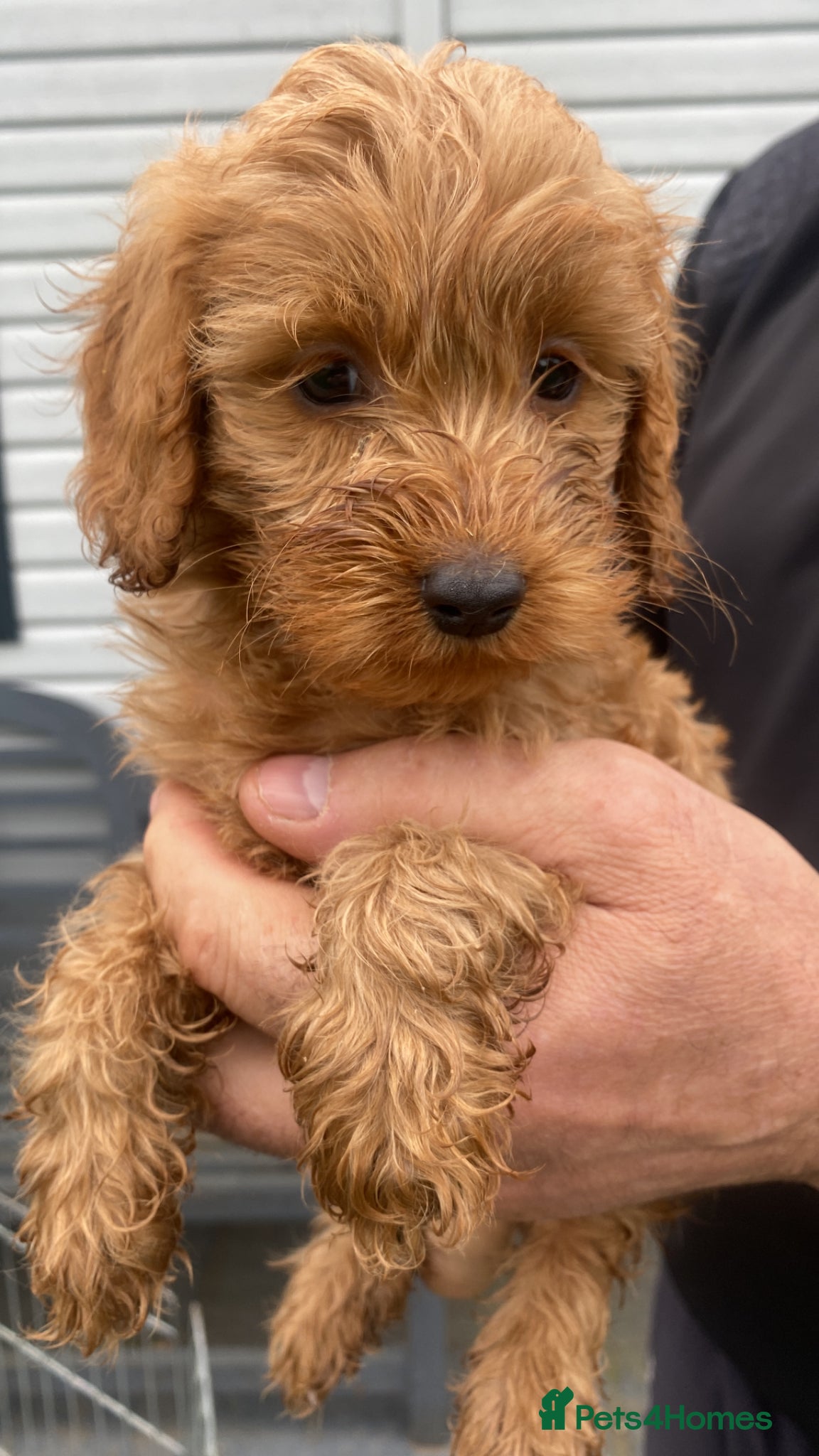 Cockapoo dogs LAST GIRL - Advert 18