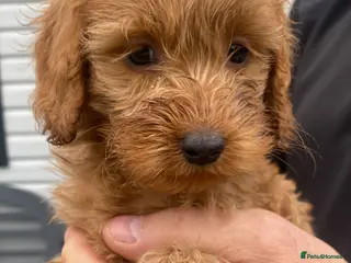 Cockapoo dogs LAST GIRL - Advert 18