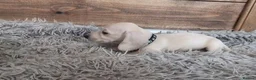 Miniature Dachshund dogs for sale: 🐾 Beautiful Miniature Dachshund Puppies 🐾 - Advert 35