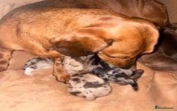 Miniature Dachshund dogs for sale: Miniature dachshunds  - Image 5