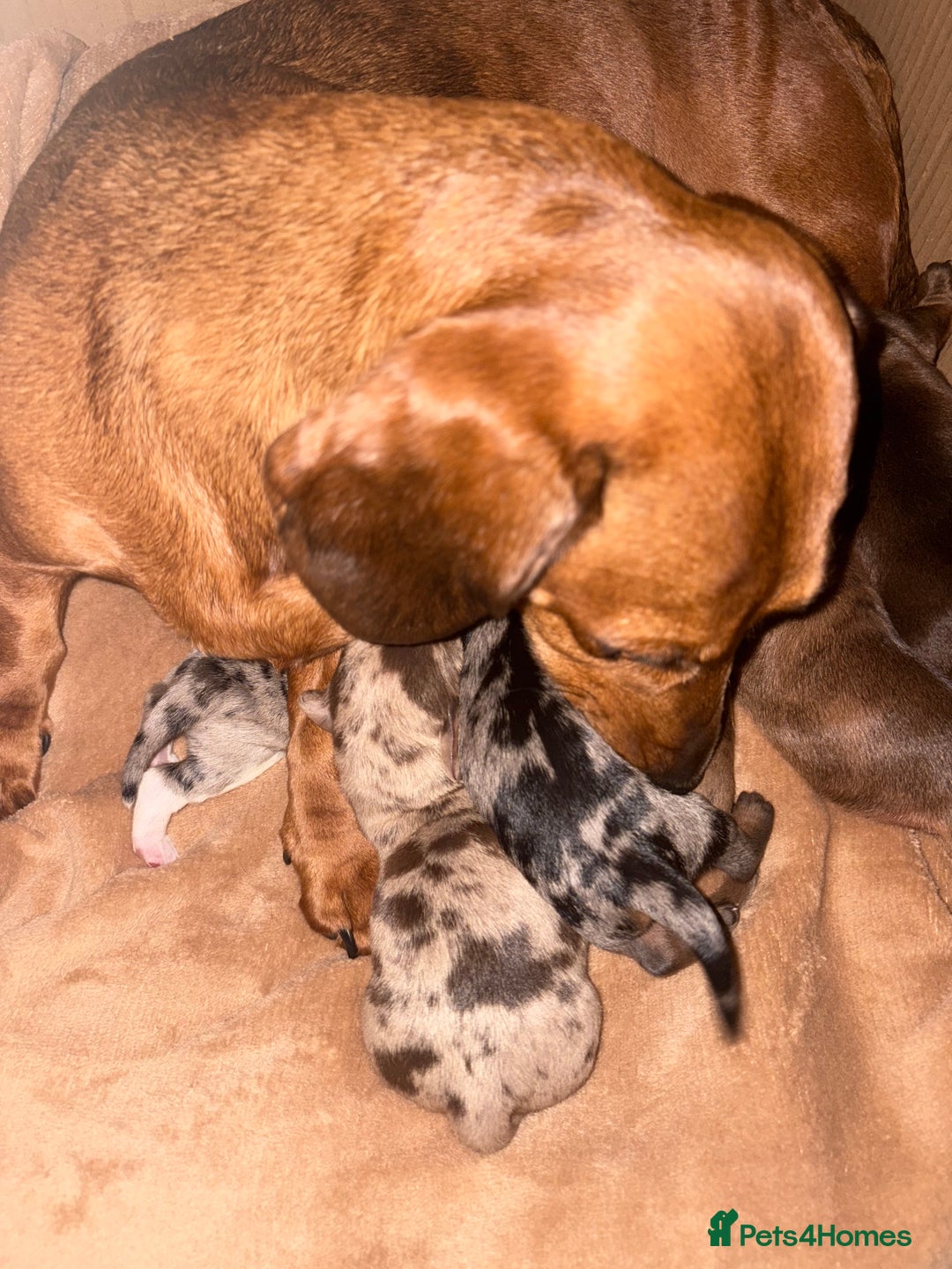 Miniature Dachshund dogs for sale: Miniature dachshunds  - Image 5