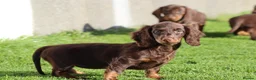 Dachshund dogs for sale: MINIATURE DACHSHUND PUPPIES FOR SALE - Advert 13