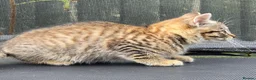 European cats for sale: Playful kittens  - Advert 14
