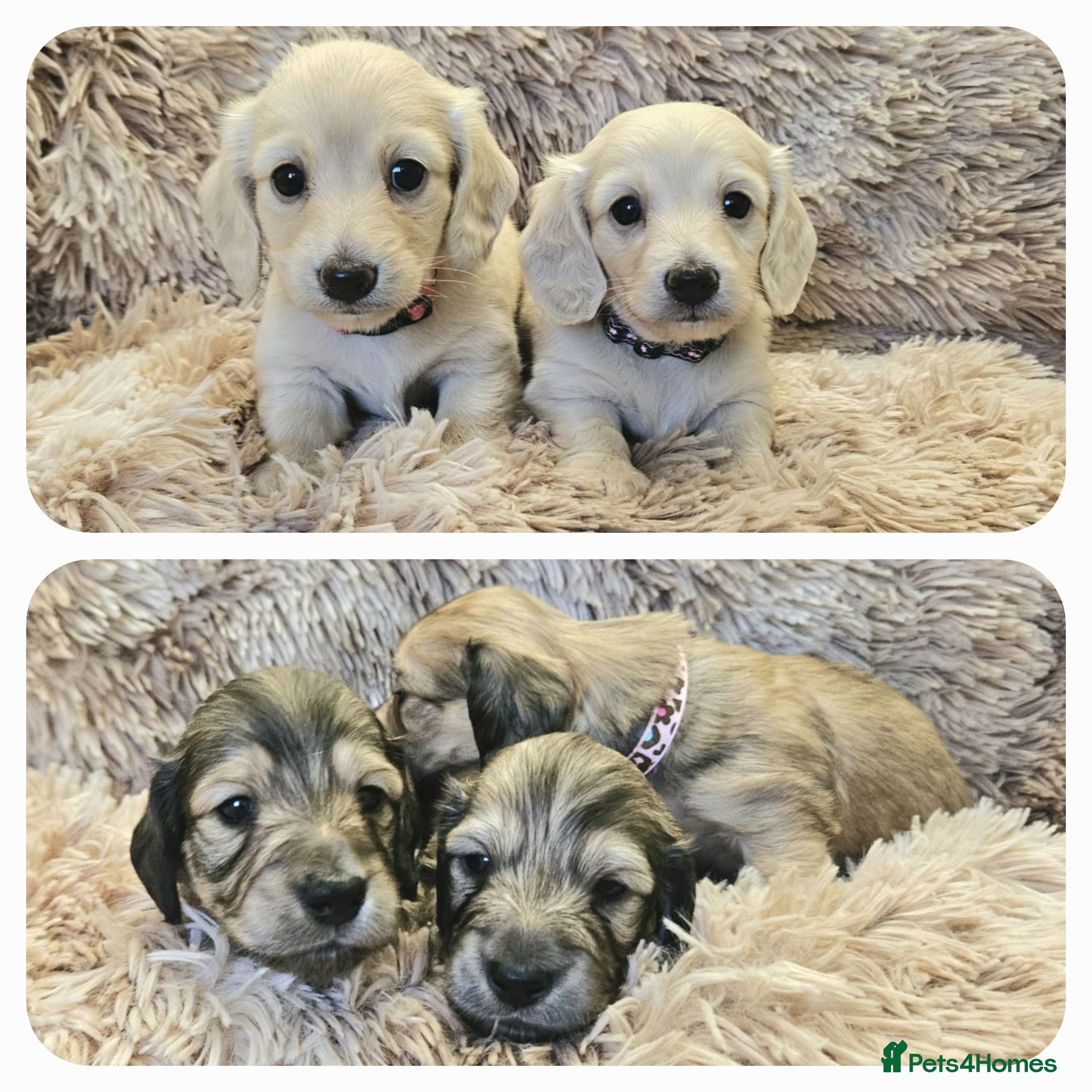 Miniature Dachshund dogs Beautiful long haired mini dachshunds - Advert 18