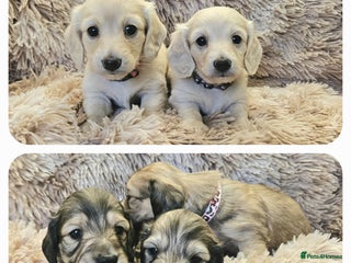 Miniature Dachshund dogs Beautiful long haired mini dachshunds - Advert 18