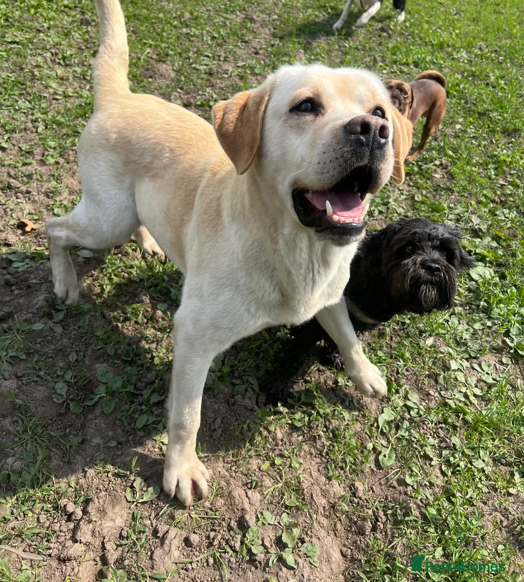 Labrador Retriever dogs for stud: Fully health tested yellow Labrador FOR STUD  in Leyland - Advert 3