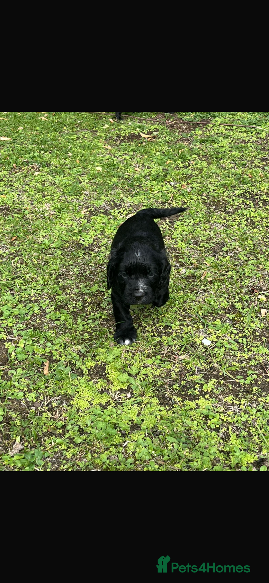 Cocker Spaniel dogs for sale: Working Cocker Spaniel Puppies - Image 13
