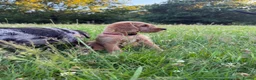 Labradoodle dogs for sale: Now ready miniature labradoodles  - Advert 5