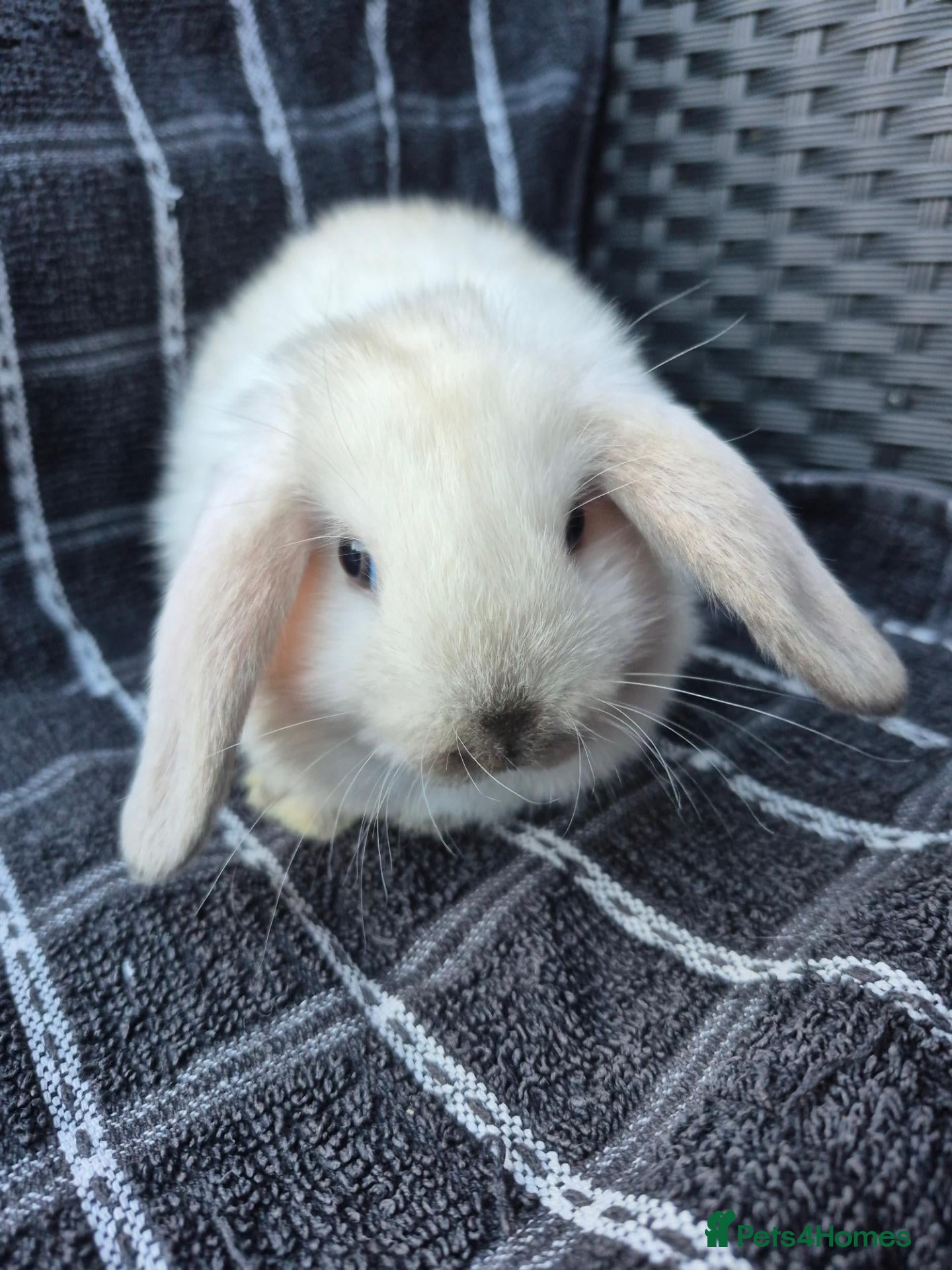 Mini Lop rabbits 🩷💙 Baby Pure-bred Mini Lops Ready Next Weekend! - Advert 2