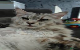 Maine Coon cats for sale: Female main coon - Image 2