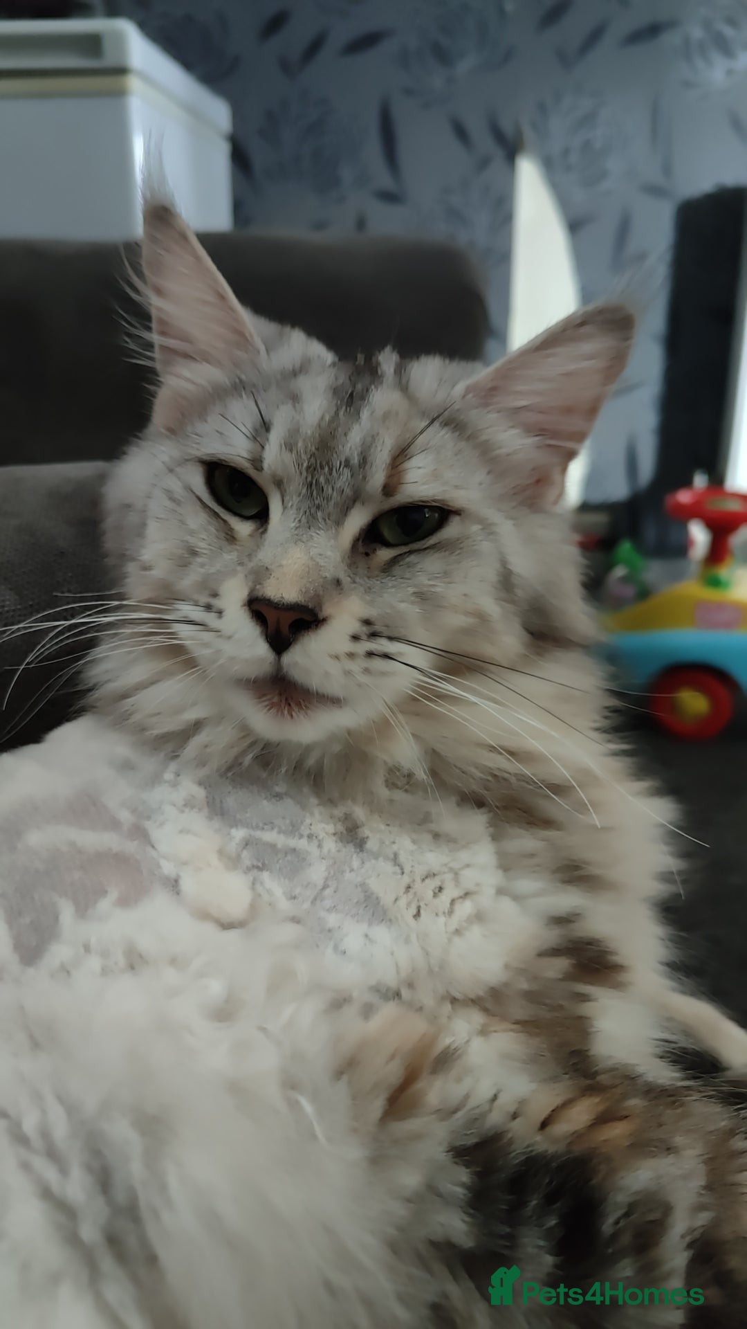 Maine Coon cats for sale: Female main coon - Image 2