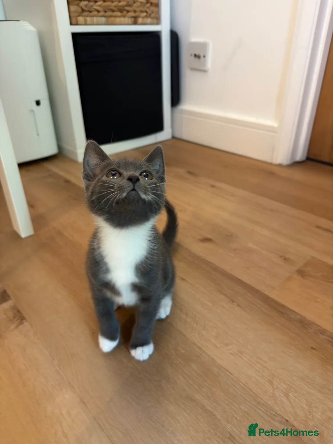 Mixed Breed cats for sale: Rare Gray/Grey Kitten - Advert 2