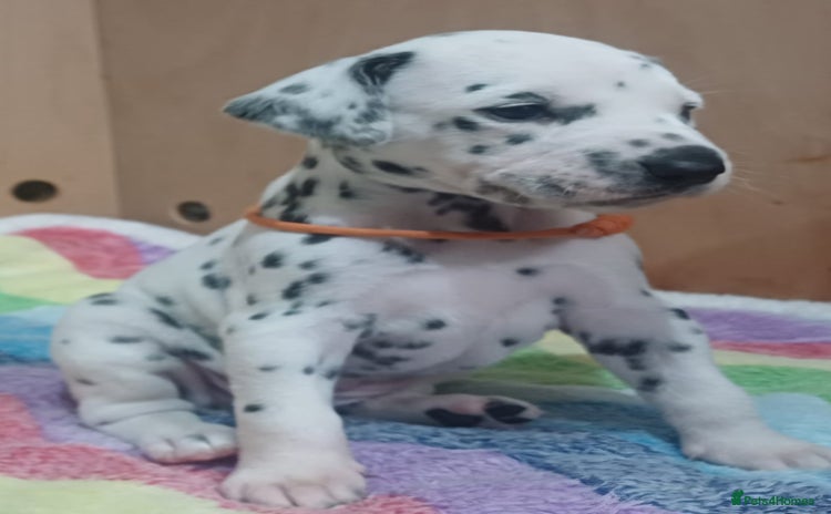 Dalmatian dogs KC registered Dalmatian puppies - Advert 3