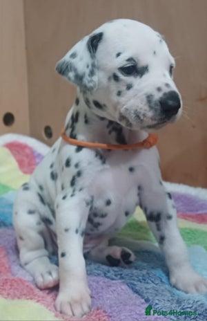 Dalmatian dogs KC registered Dalmatian puppies - Advert 1