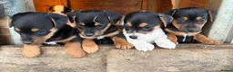 Jack Russell dogs for sale: Gorgeous Jack Russell puppies  - Advert 17