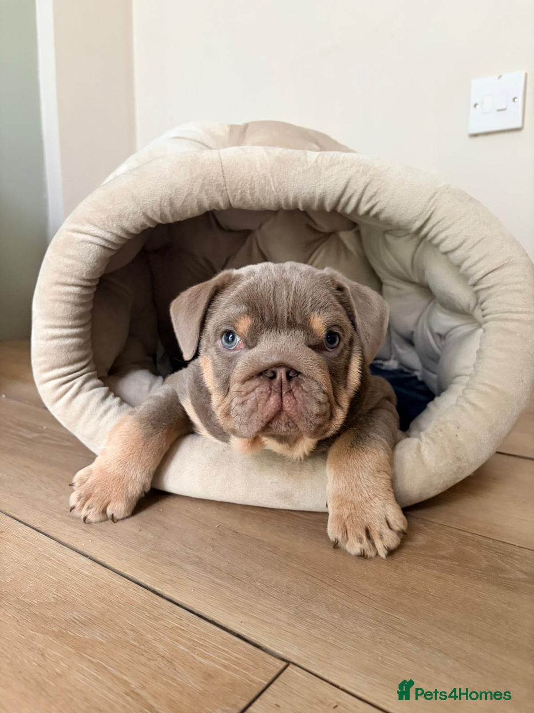 English Bulldog dogs for sale: STUNNING LITTER - Advert 5