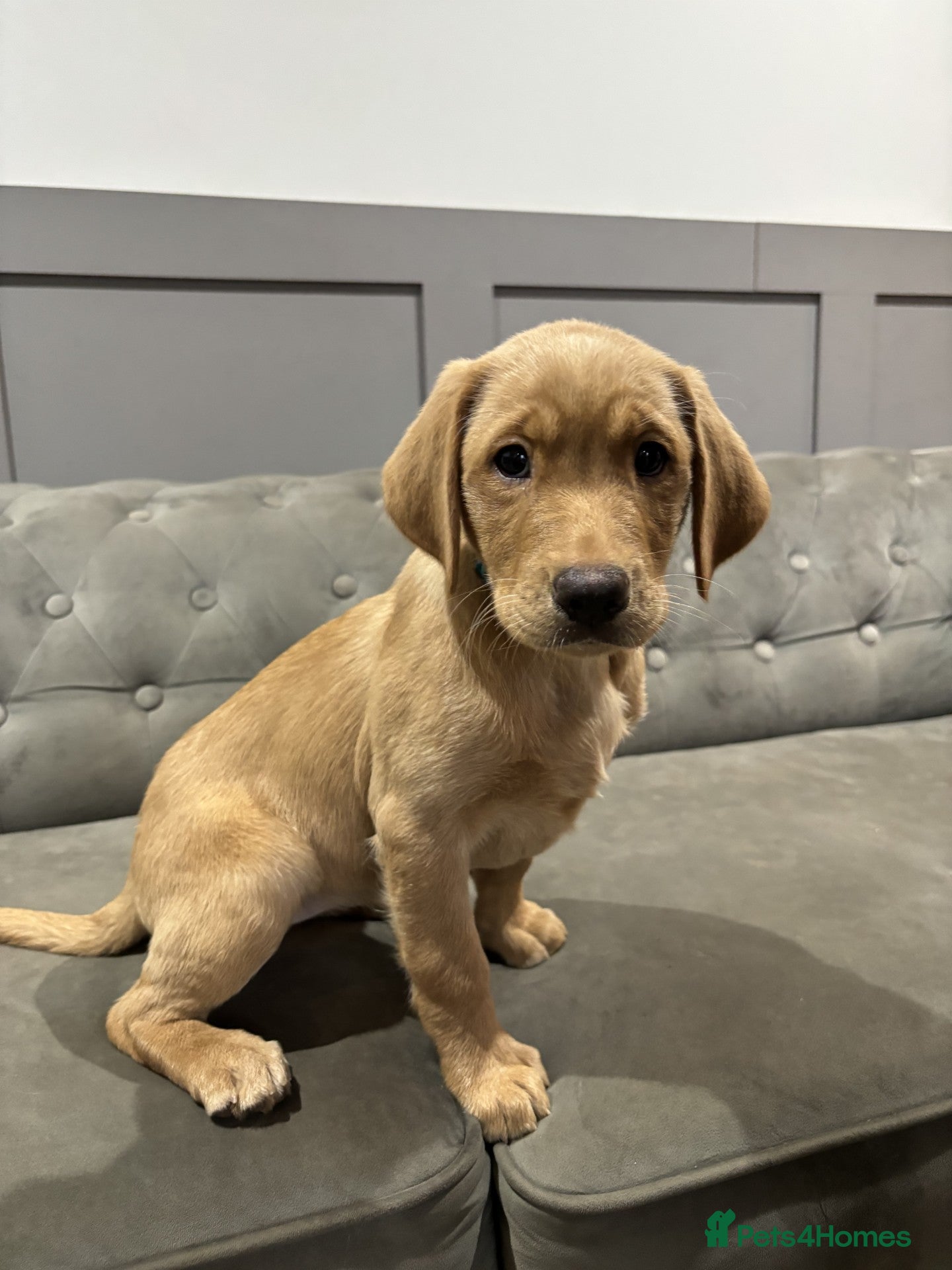 Labrador Retriever dogs Trained Labradors for sale - Advert 1