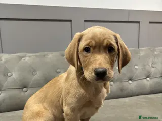 Labrador Retriever dogs Trained Labradors for sale - Advert 1