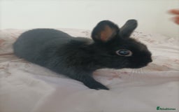 Netherland Dwarf rabbits for sale: Coco- Purebred Netherland dwarf rabbit - Image 1