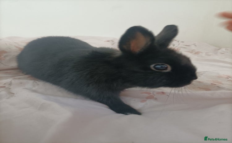 Netherland Dwarf rabbits - Advert 11