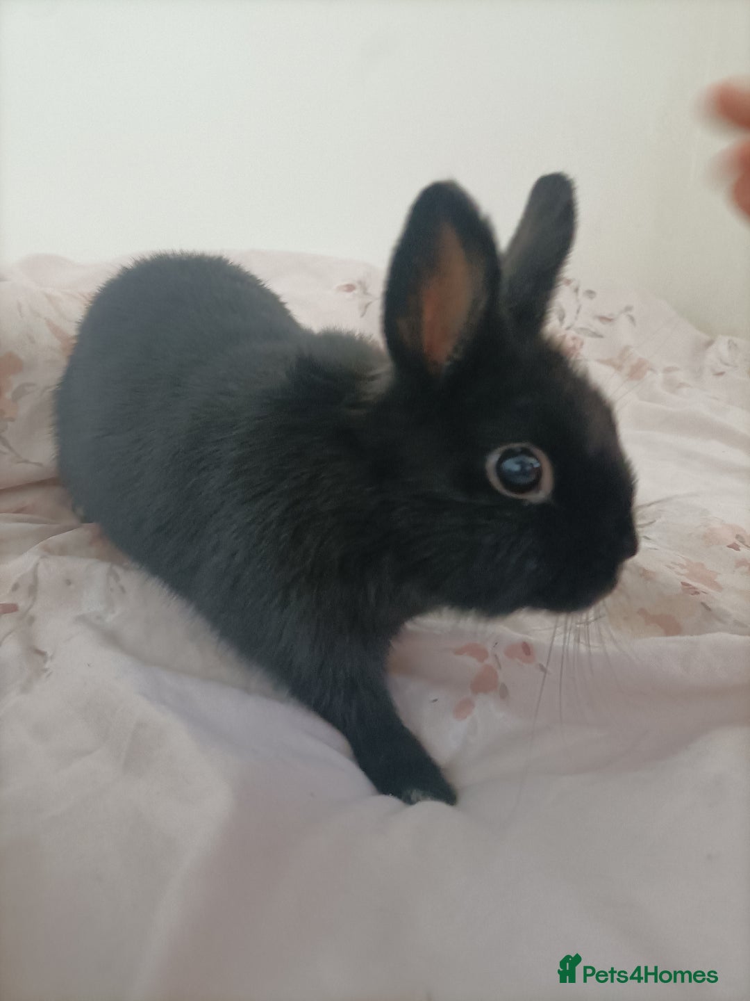 Netherland Dwarf rabbits for sale: Coco- Purebred Netherland dwarf rabbit - Image 1