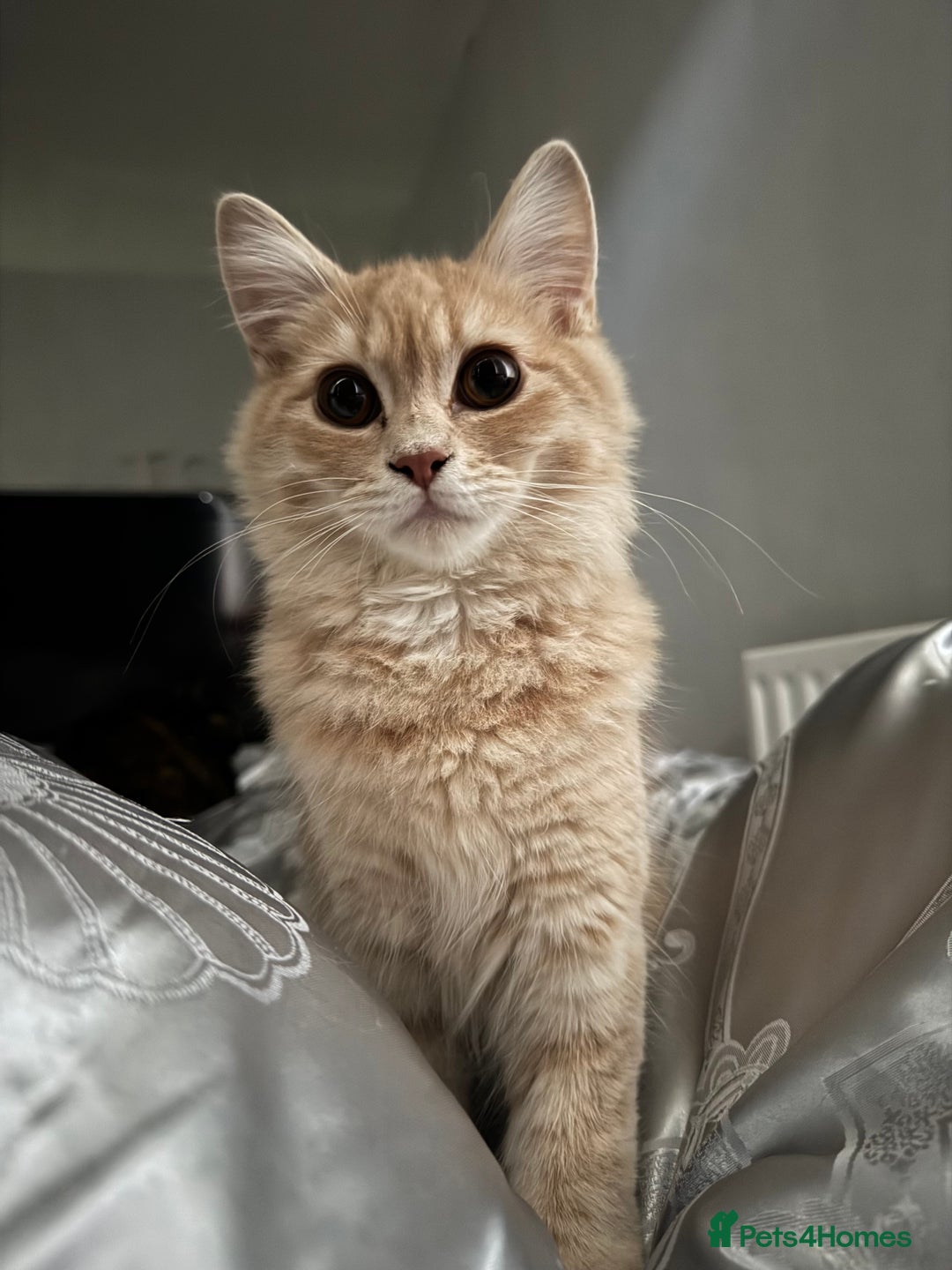 Mixed Breed cats for sale: American bobtail / tortoise shell - Image 24