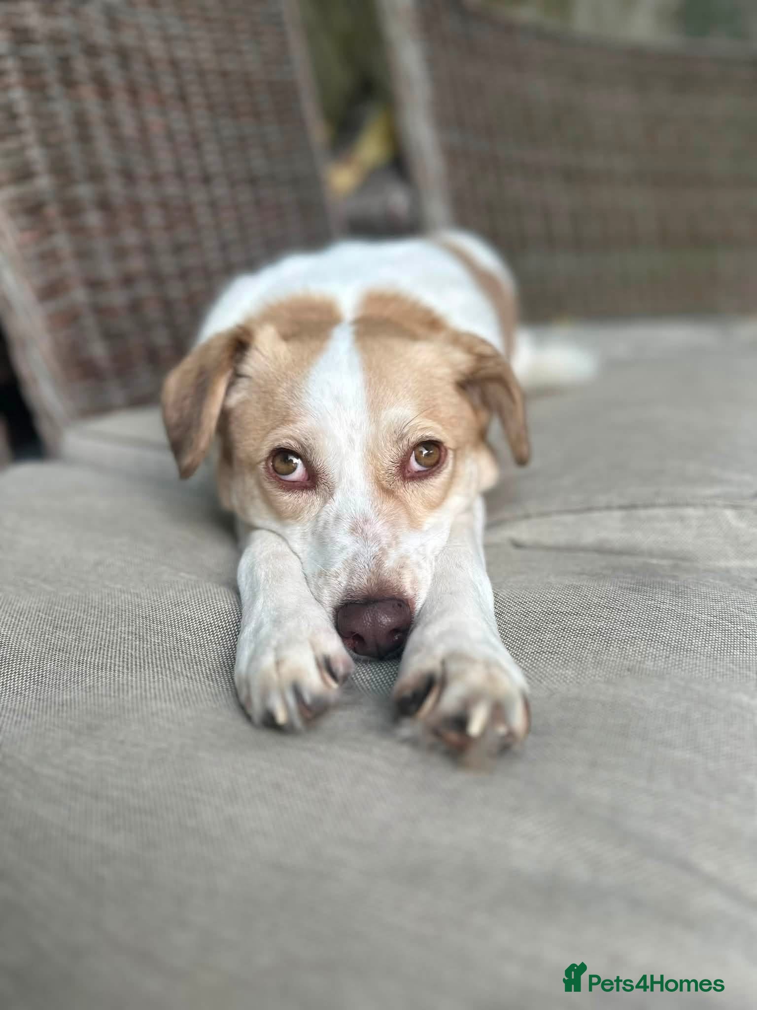 Jack Russell dogs Jack Russell/Parson Russell-type mix - Advert 1