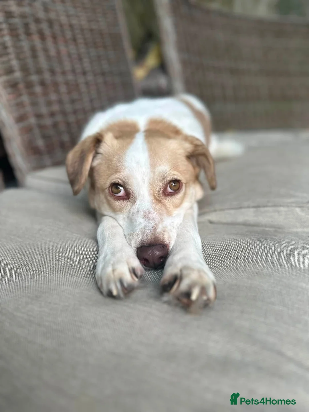 Jack Russell dogs for sale: Jack Russell/Parson Russell-type mix in London - Advert 1