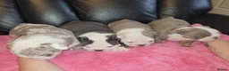 English Bulldog dogs for sale: Beautiful English Bulldog Puppies - Advert 3