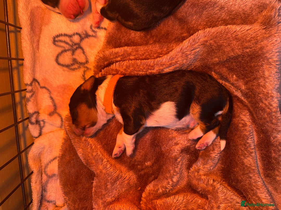Mixed Breed dogs for sale: Border doodle - Image 5