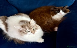 RagaMuffin cats for sale: 2 year old Ragamuffin sisters to loving home - Image 8
