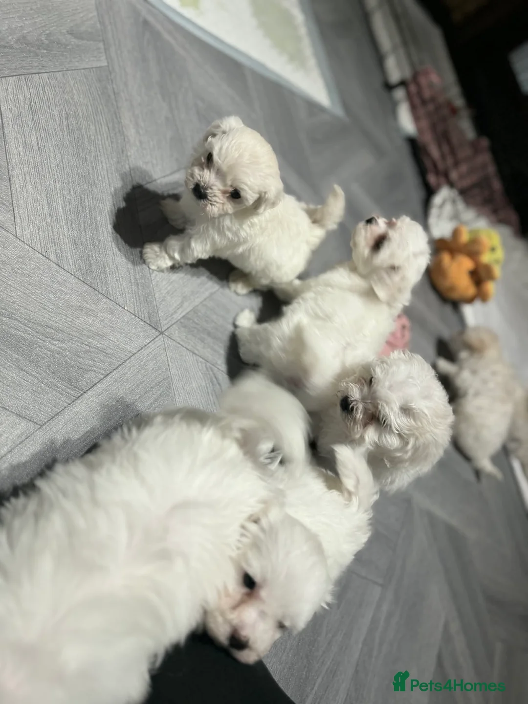 Maltese dogs for sale: Maltese puppies  - Advert 1