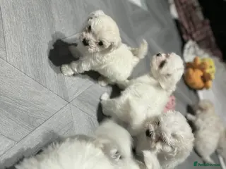 Maltese dogs Maltese puppies - Advert 2