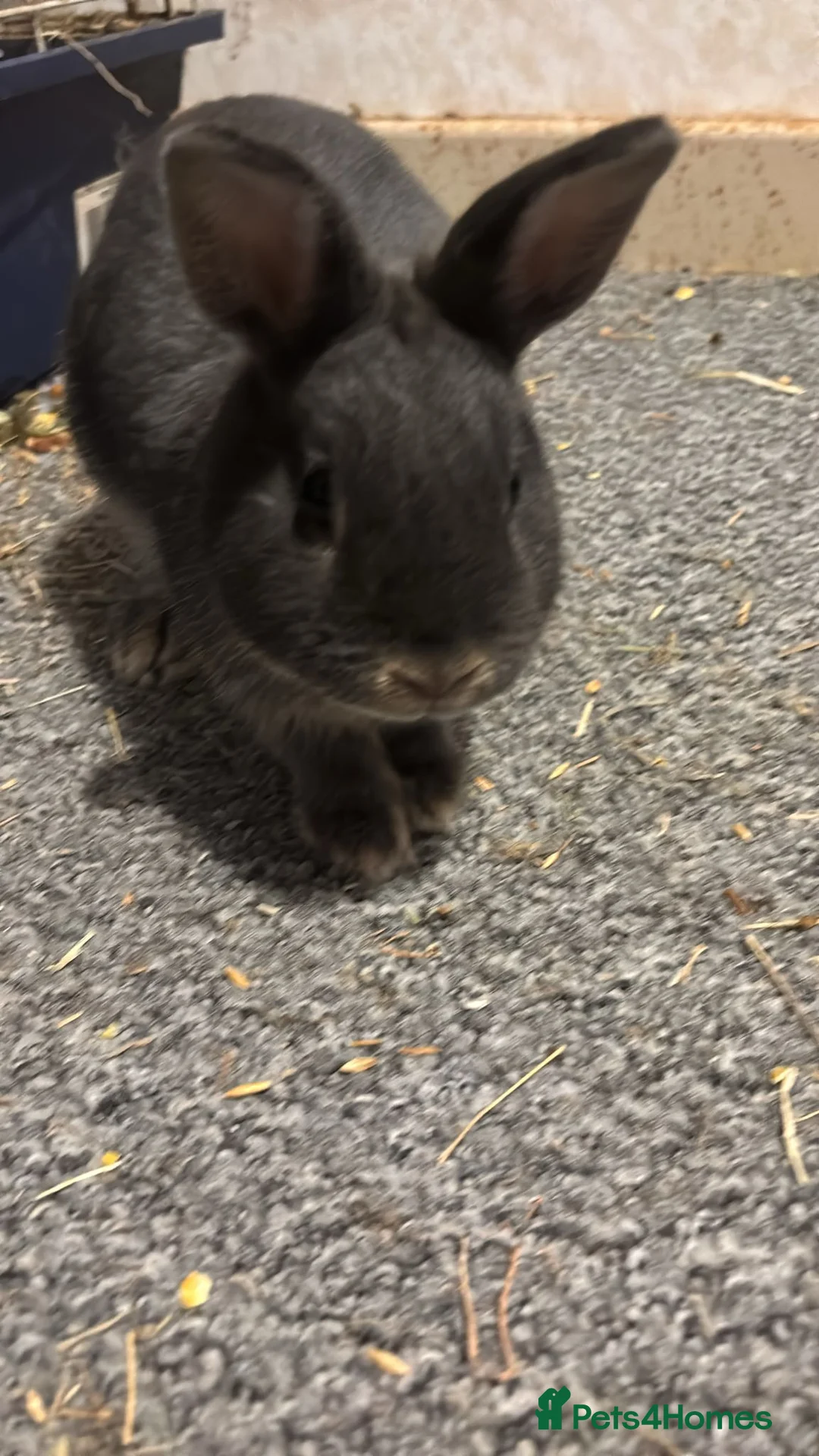 Netherland Dwarf rabbits for sale: One boy to a good home in Kettering - Advert 2