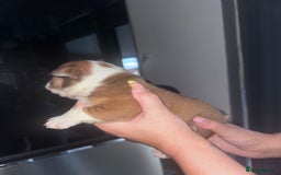 English Bulldog dogs for sale: Beautiful English bulldog puppies - Image 16